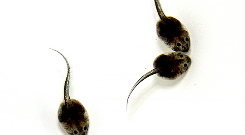 饅頭蛙蝌蚪 飼養