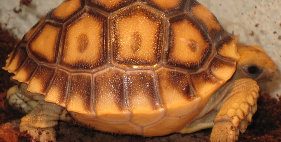 龜殼顏色變化