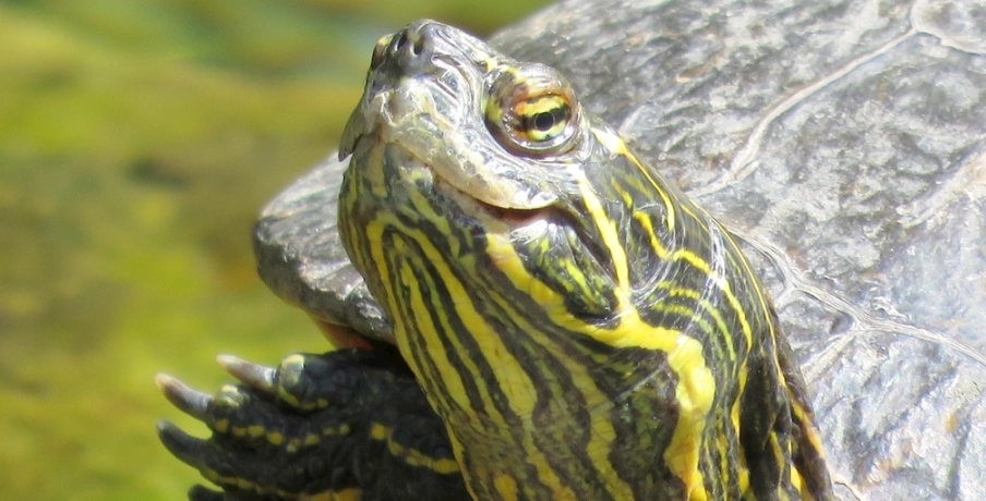 烏龜殼變白原因