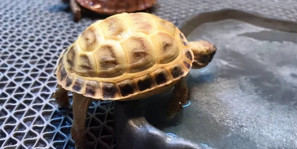 蘇卡達象龜飼養完整指南：環境設置、飲食管理與健康照護