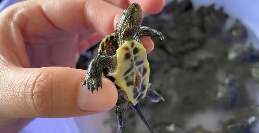 斑龜飼養方法 斑龜飼養方法