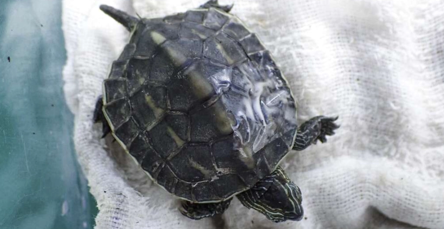 斑龜一直待在水裡？破解寵物龜飼養迷思與正確環境設定