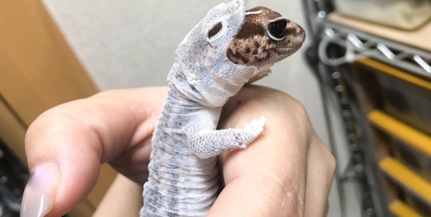 肥尾守宮大小全解析：從幼體到成體尺寸指南與飼養關鍵