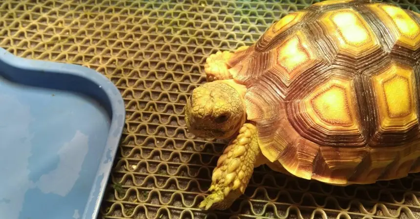 蘇卡達成長階段