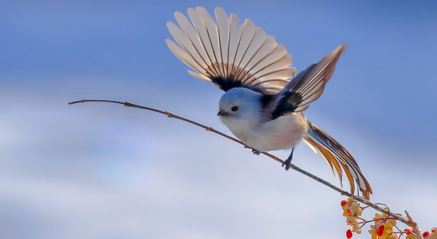 銀喉長尾山雀 台灣