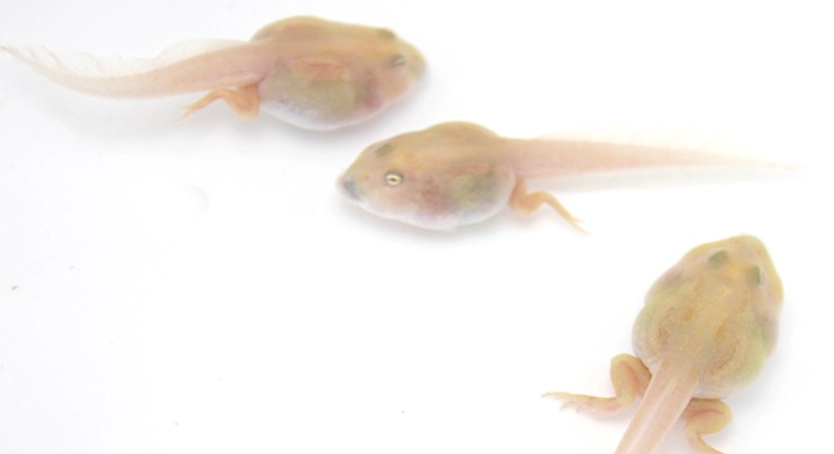 饅頭蛙蝌蚪飼養觀察全指南：從飼養缸到生命教育