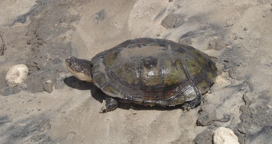 側頸龜成體照顧