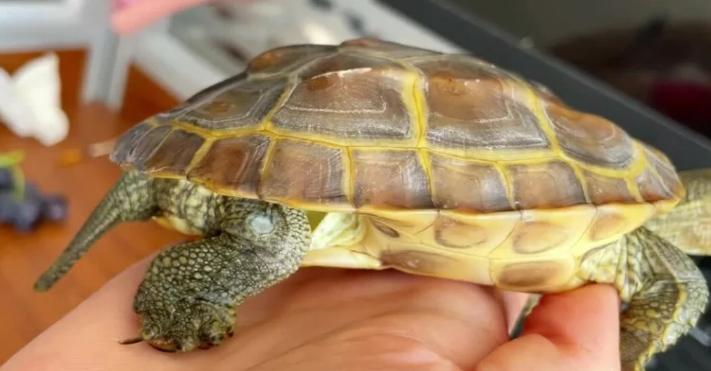 烏龜腐皮病治療全攻略：從症狀判斷到用藥預防，飼主必讀指南