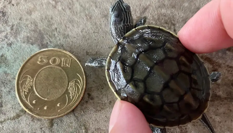 烏龜天敵防護 烏龜天敵防護