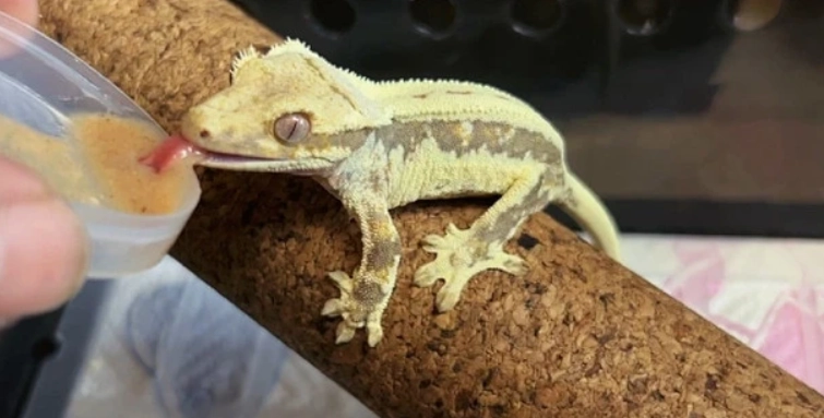 睫角守宮吐了怎麼辦