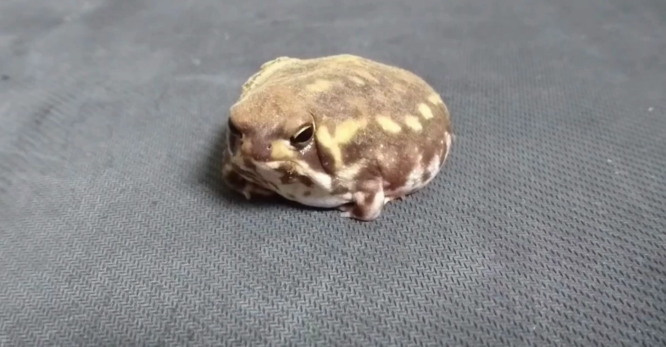 饅頭蛙死亡怎麼辦？完整原因解析與預防照護指南