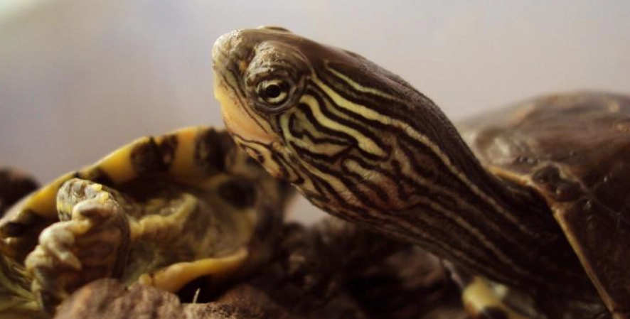 斑龜尾巴的隱藏秘密：功能、清潔到性別判斷一次看懂