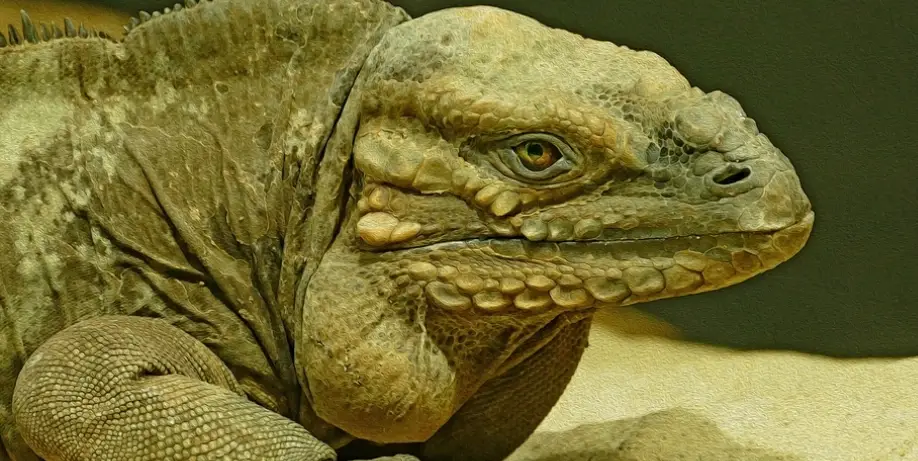 守宮蜥蜴分別完全指南：10個關鍵差異教你一眼辨識