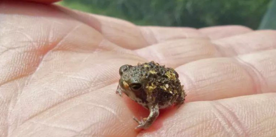 饅頭蛙預防死亡