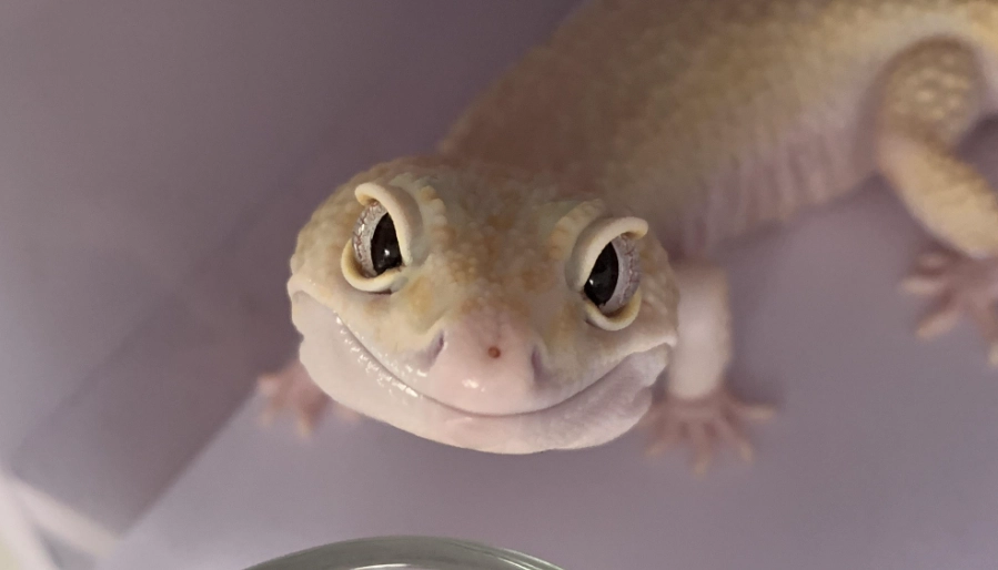 守宮尿酸是什麼？完整解析成分、功效與使用注意事項