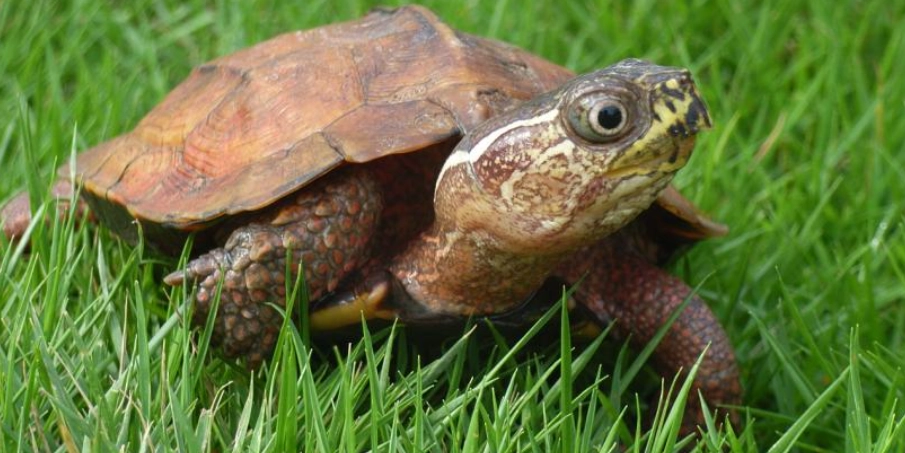 沼澤側頸龜水深設置全攻略：避免常見錯誤的專家指南