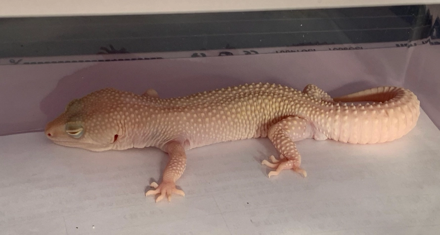 守宮尿酸副作用