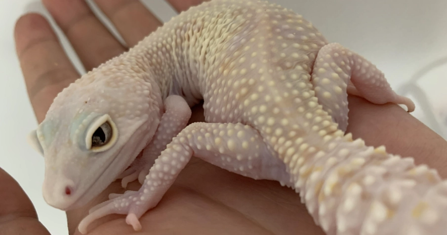 寵物爬蟲類辨識