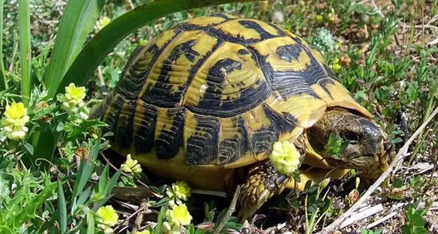 歐洲陸龜吃什麼？完整飲食指南與常見錯誤解析