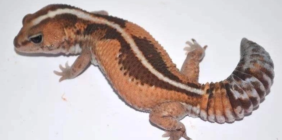 肥尾守宮種類全解析：品種特徵、飼養技巧與選購指南