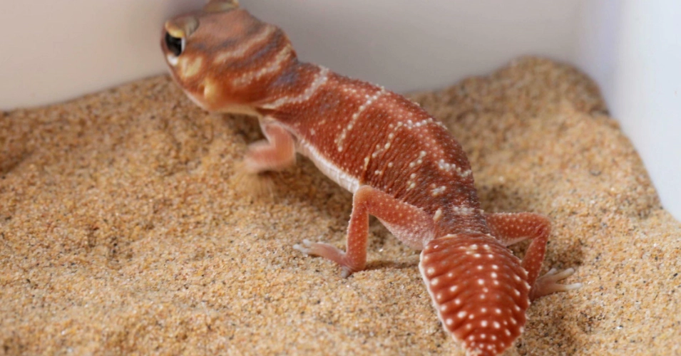 守宮尿酸副作用