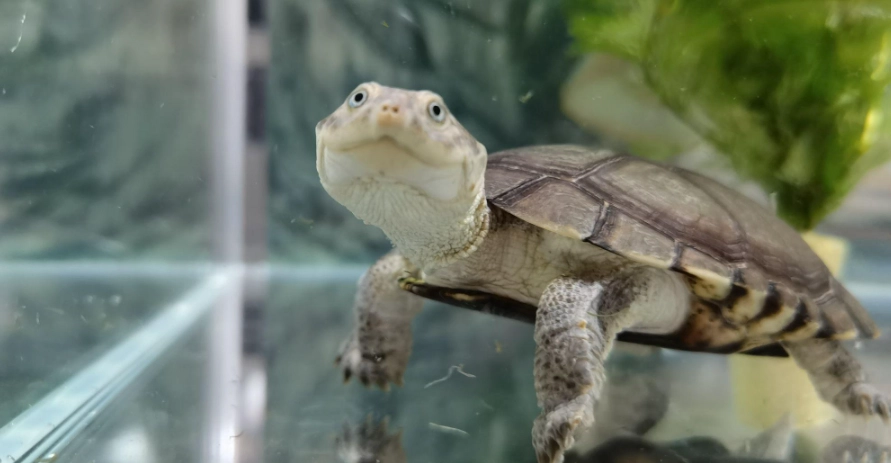 新手必看！沼澤側頸龜飼養全攻略：從環境到餵食一次搞懂