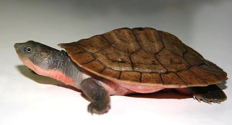 香港濕地公園 烏龜 香港濕地公園 烏龜