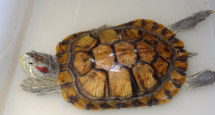 烏龜喜歡吃什麼？完整飲食指南與新手常犯錯誤解析