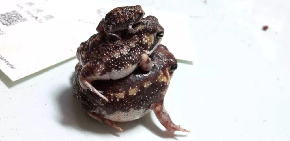 饅頭蛙死亡原因