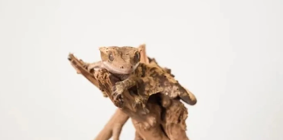 睫角守宮吐了怎麼辦