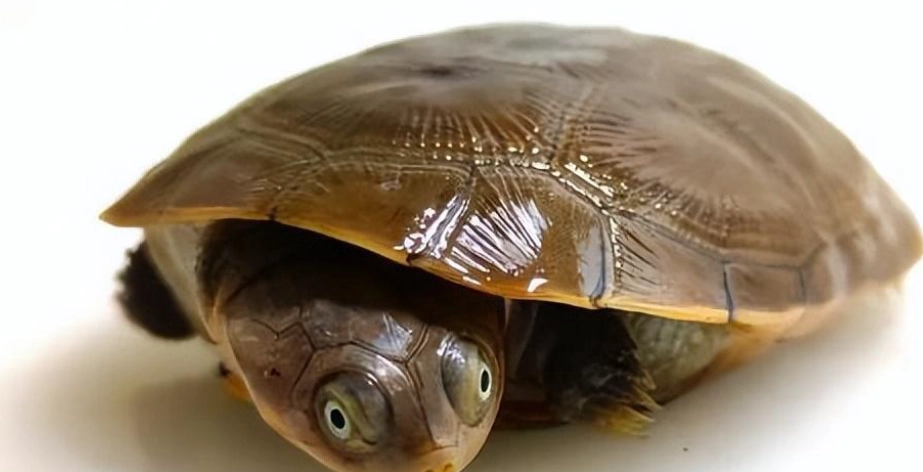 側頸龜 飼養 水深