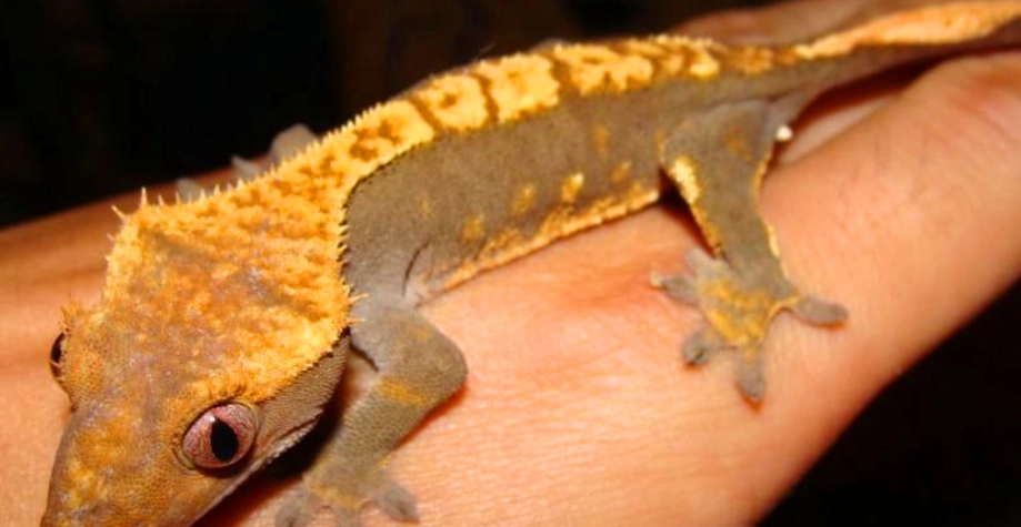 睫角守宮嘔吐怎麼辦？資深飼主剖析六大原因與完整處理指南