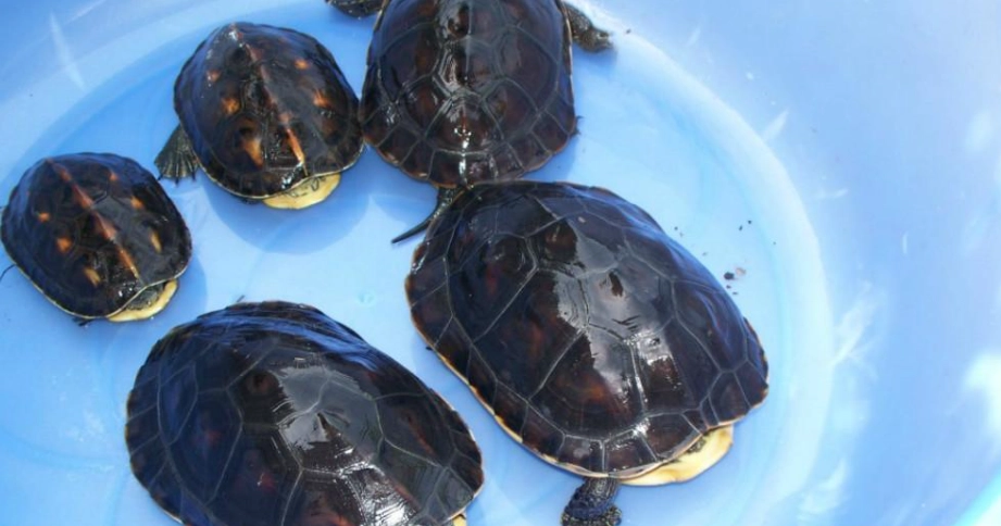 斑龜成長速度全指南：飼養秘訣與健康指標解析