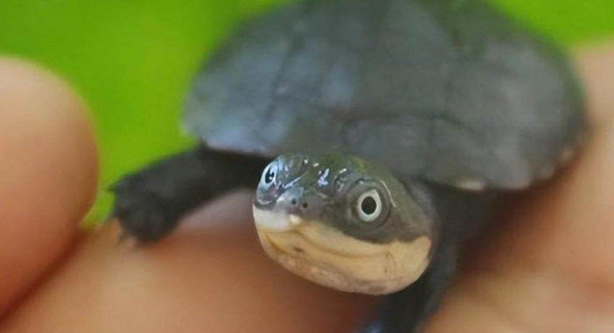 沼澤側頸龜飼養