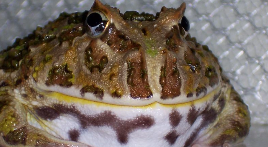 角蛙大小全解析：成長階段、品種差異與飼養關鍵