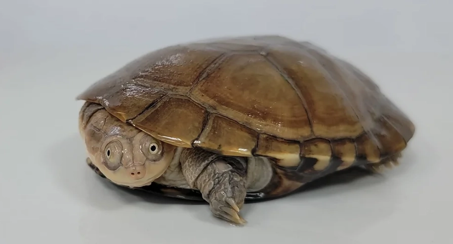 香港哪裡可以找到沼澤側頸龜？濕地公園觀龜全攻略