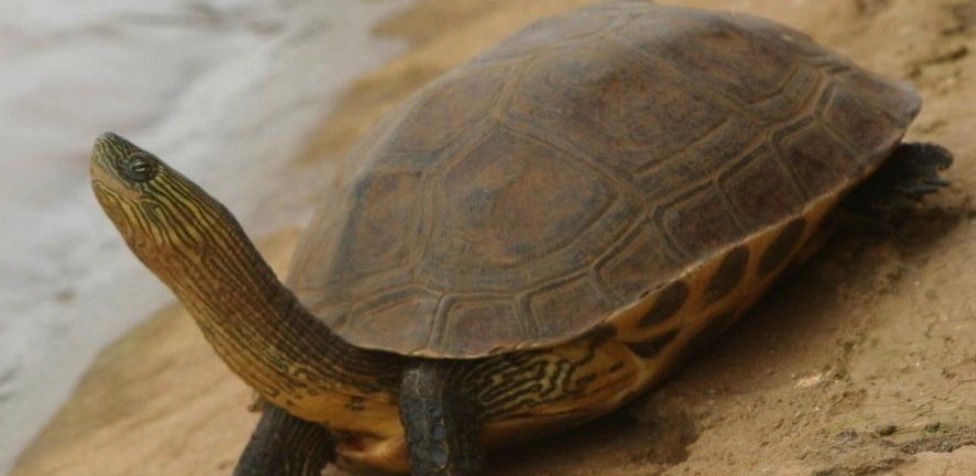 中華花龜壽命全解析：飼養秘訣與長壽關鍵