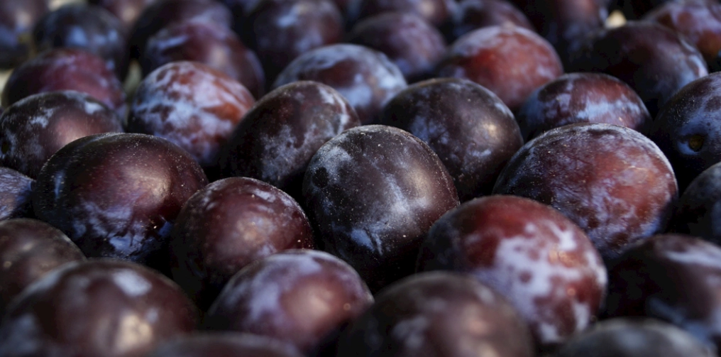 李子對烏龜的影響