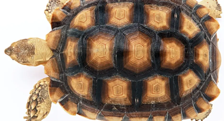 蘇卡達一年長幾公分？完整生長速度解析與飼養指南