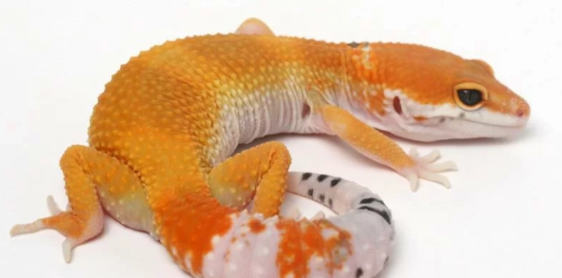 豹紋守宮飼養箱