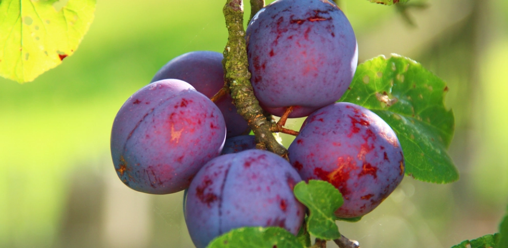 烏龜吃李子：龜類飲食安全與飼養專家指南