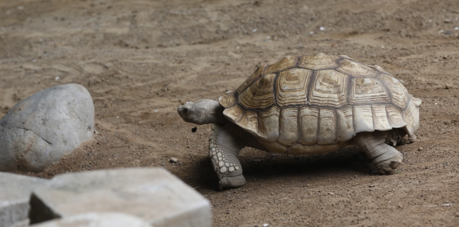 亞達伯拉象龜濕度管理全攻略：從設定到實戰技巧