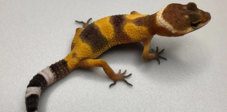 豹紋守宮幼體飼養全攻略：從環境到餵食的完整指南