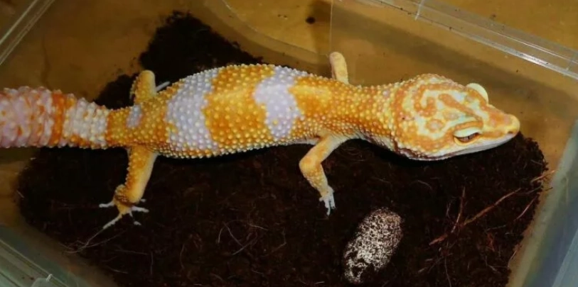 豹紋守宮飼養箱大小全攻略：從幼體到成體的選擇與設置