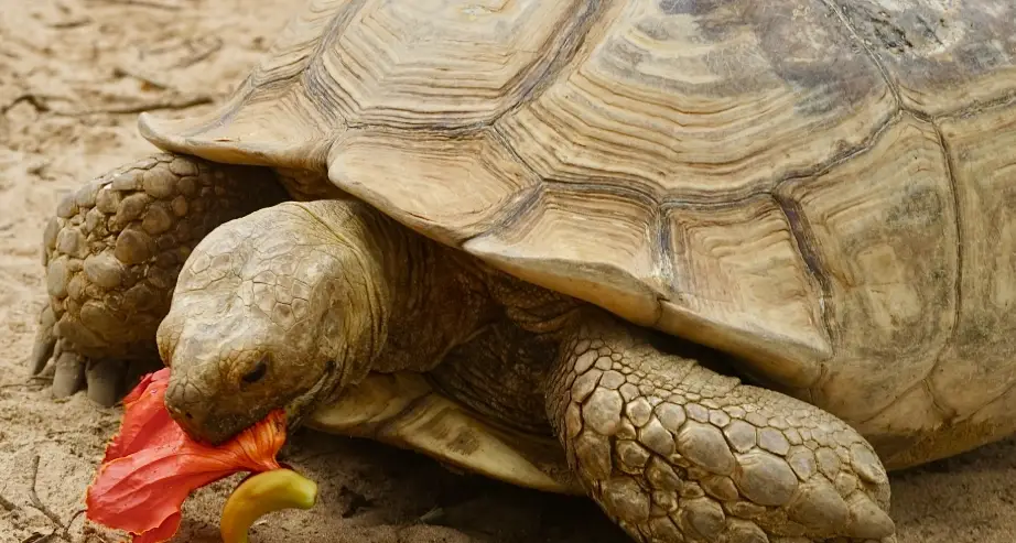 蘇卡達生長速度