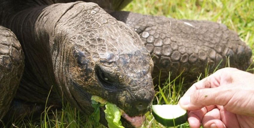 亞達伯拉象龜保育類：完整指南與實用資訊