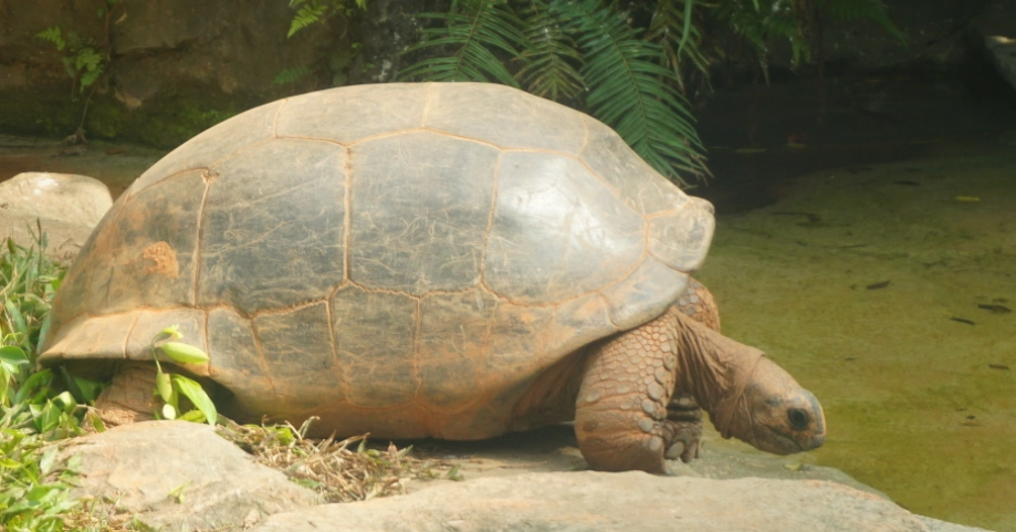 亞達伯拉象龜壽命揭秘：長壽原因與保育指南