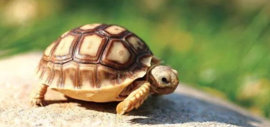 蘇卡達生長速度