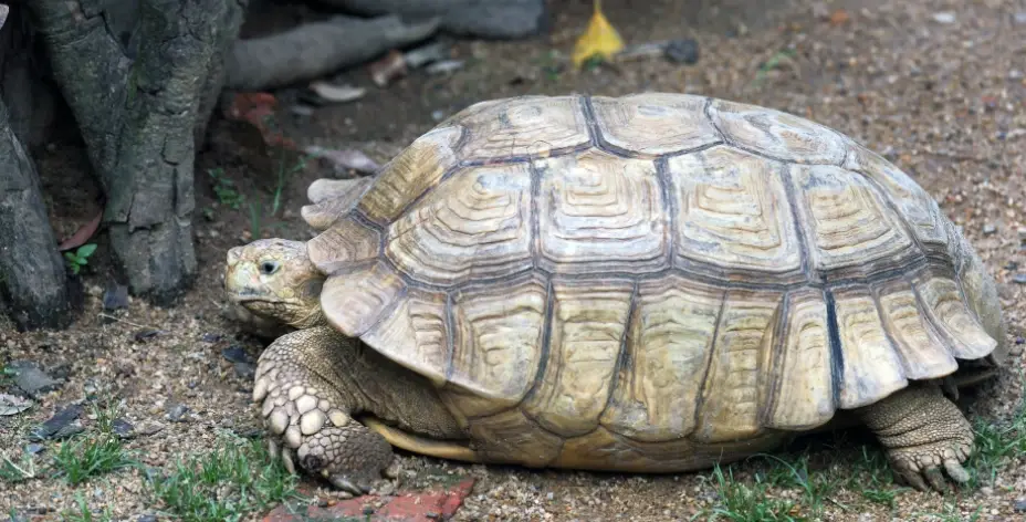 蘇卡達象龜照顧