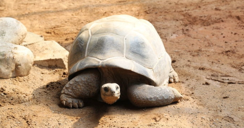 亞達伯拉象龜價格